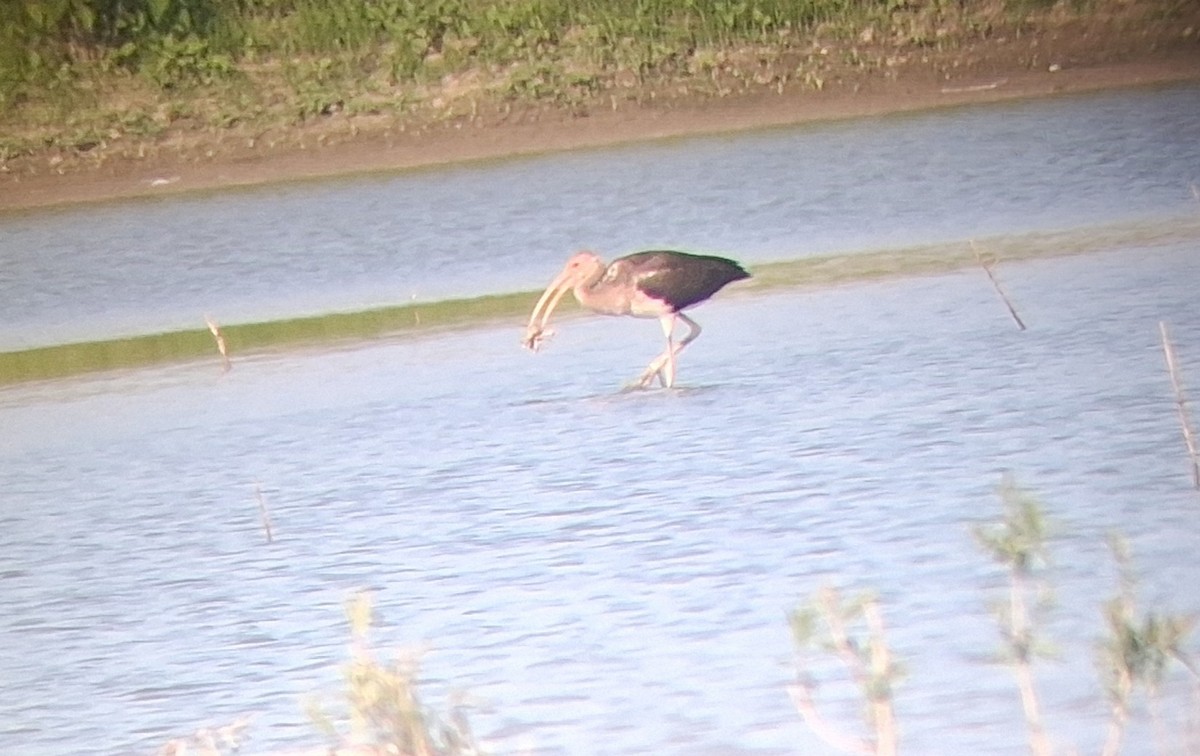 White Ibis - ML640483625