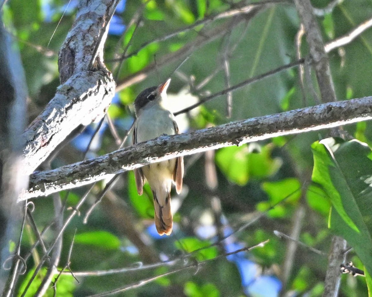 Black-capped Becard - ML640483736