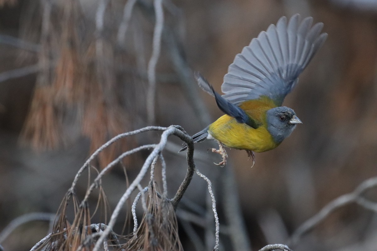 Patagonian Sierra Finch - ML640483762
