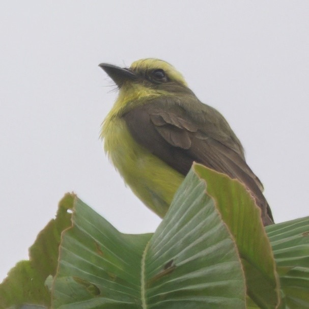 Lemon-browed Flycatcher - ML640483775