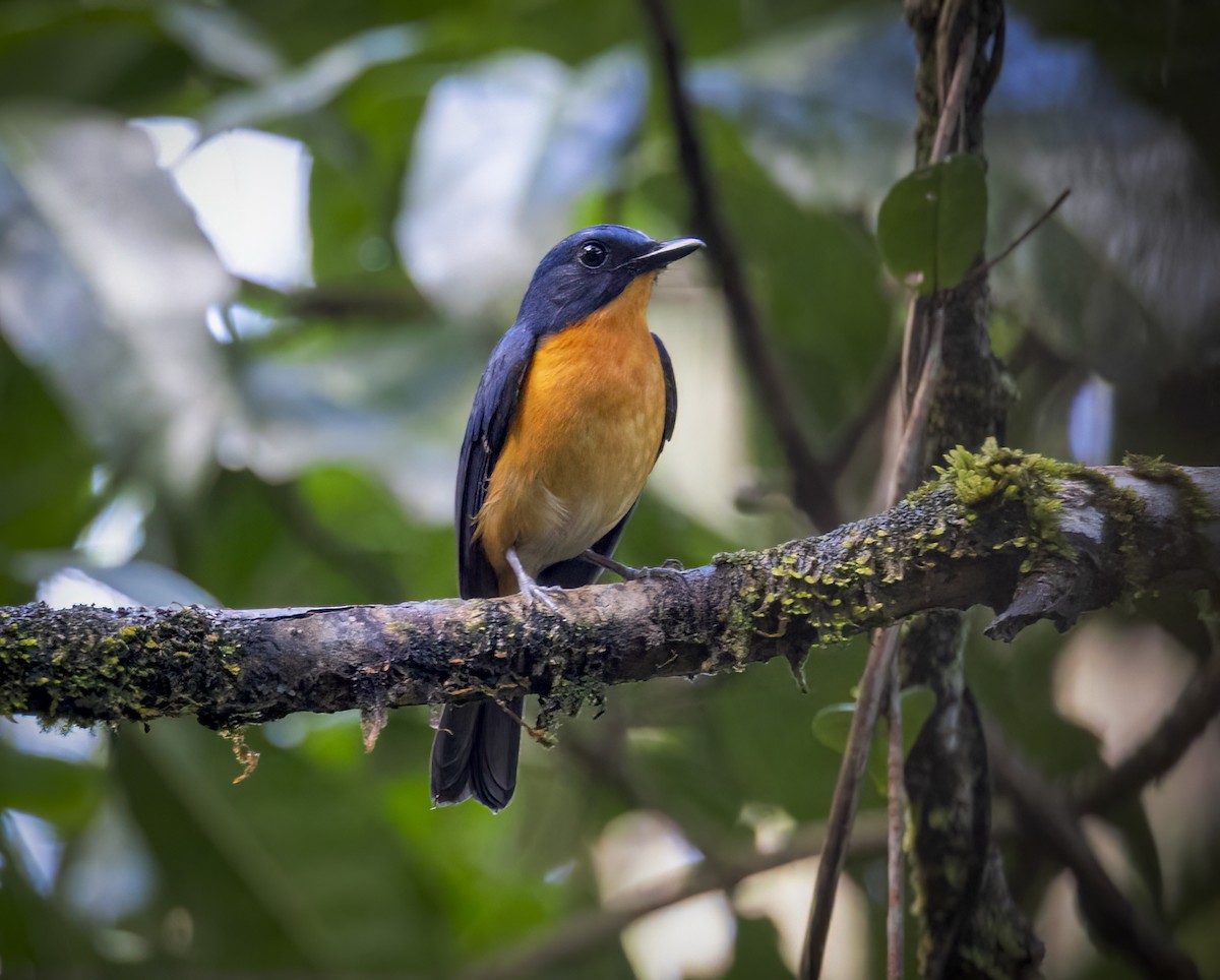 Dayak Blue Flycatcher - ML640483795
