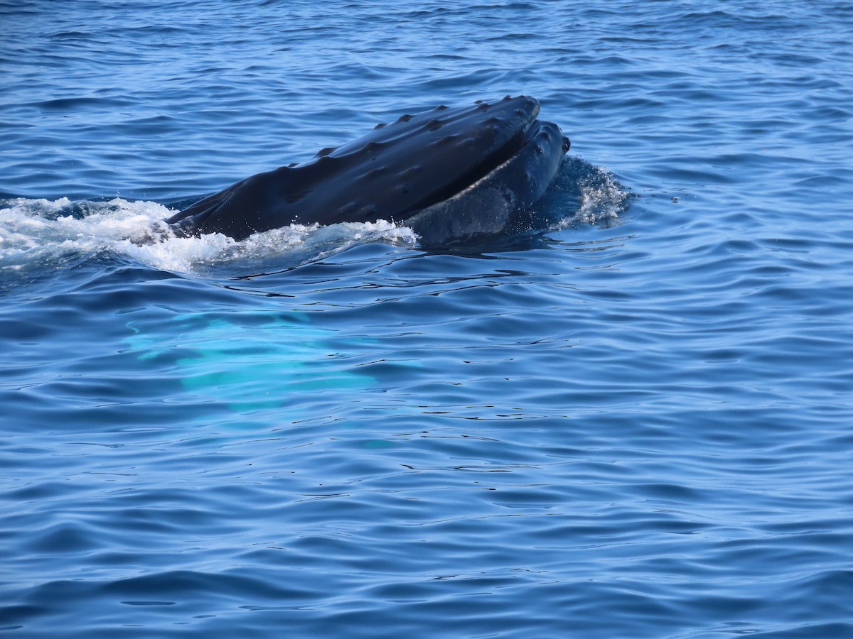 North Atlantic Humpback Whale - ML640483812