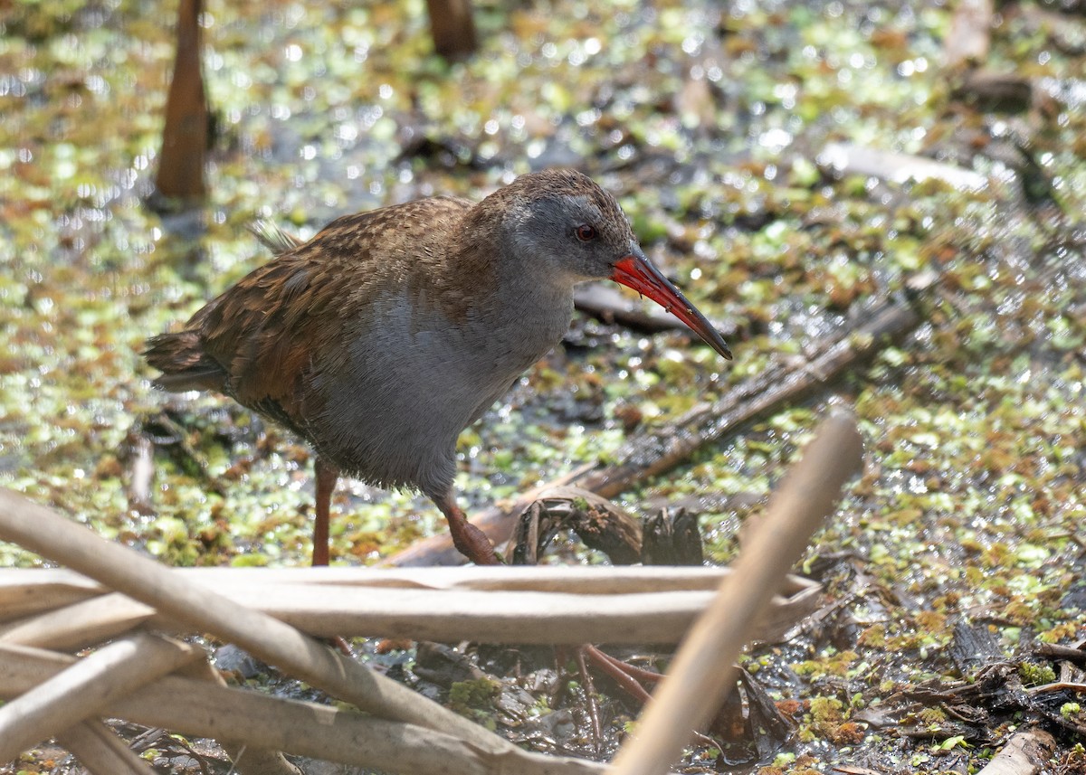 Bogota Rail - ML640483822