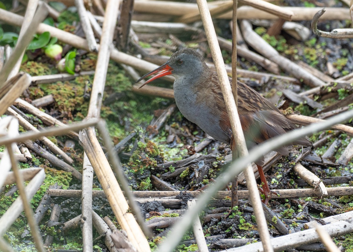 Bogota Rail - ML640483824