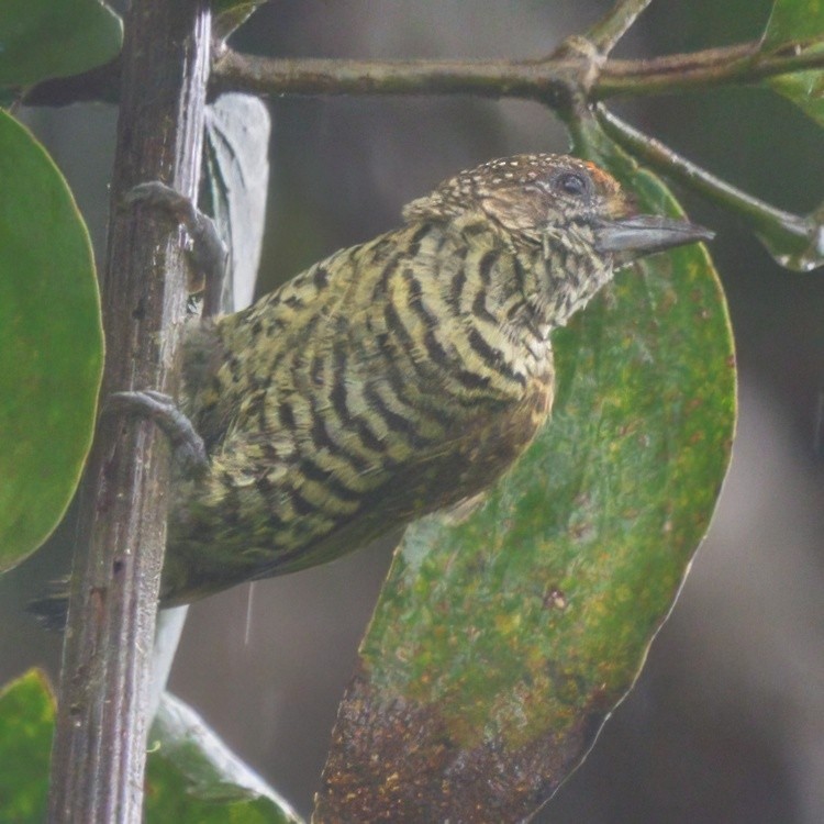 Lafresnaye's Piculet - ML640483842