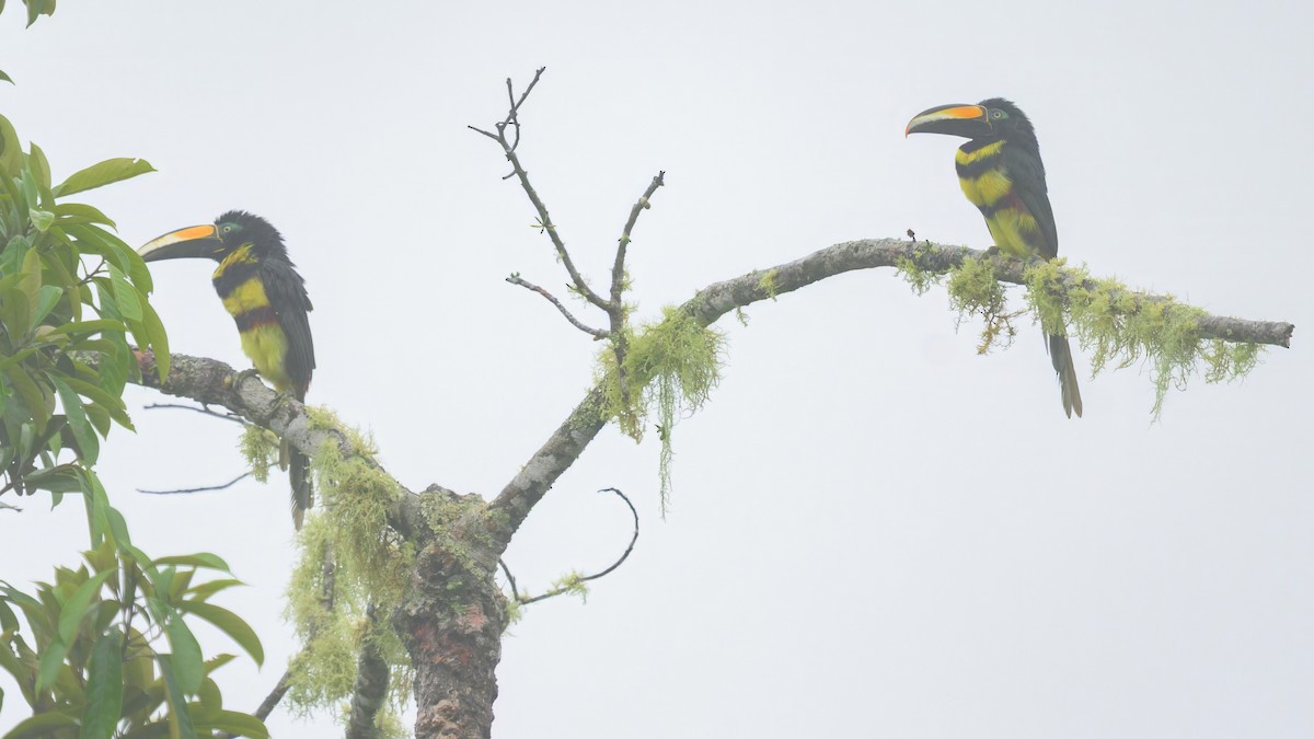 Many-banded Aracari - ML640483848