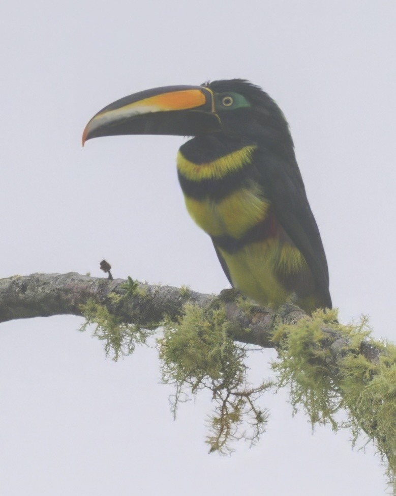 Many-banded Aracari - ML640483852
