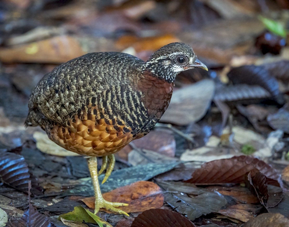 Sabah Partridge - ML640483900