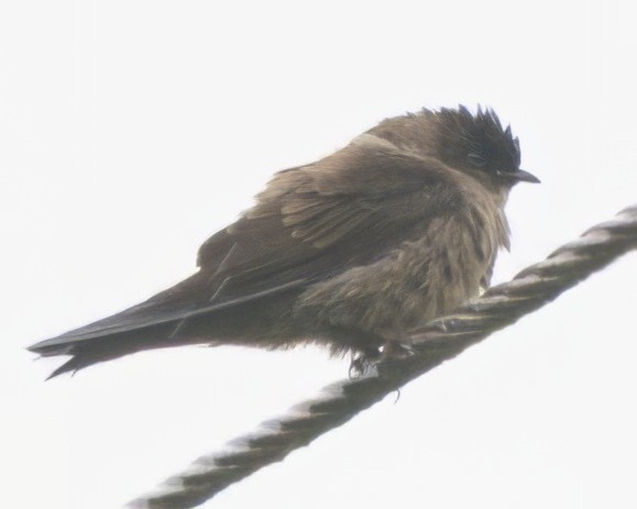 Pale-footed Swallow - ML640483912