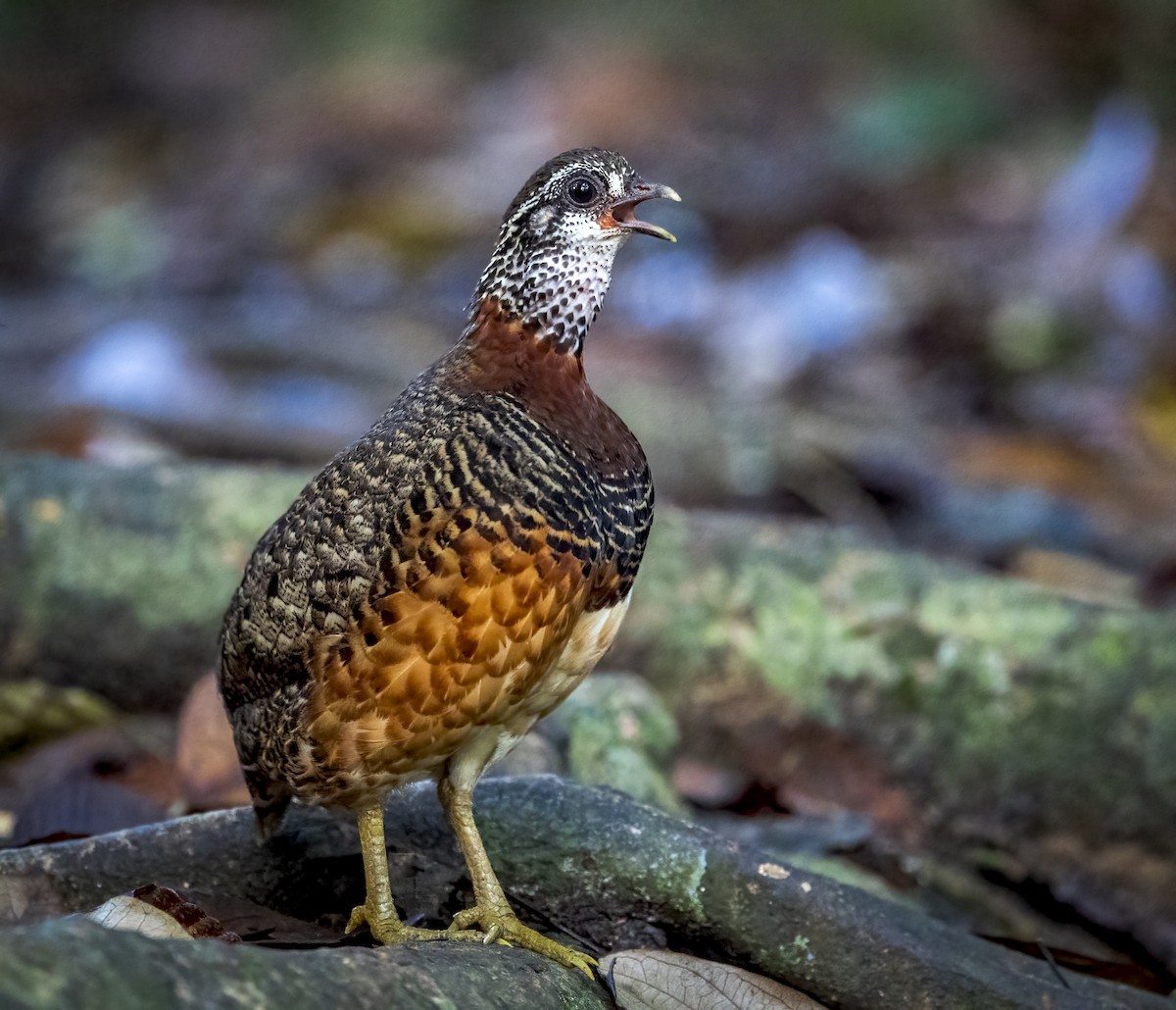 Sabah Partridge - ML640483928