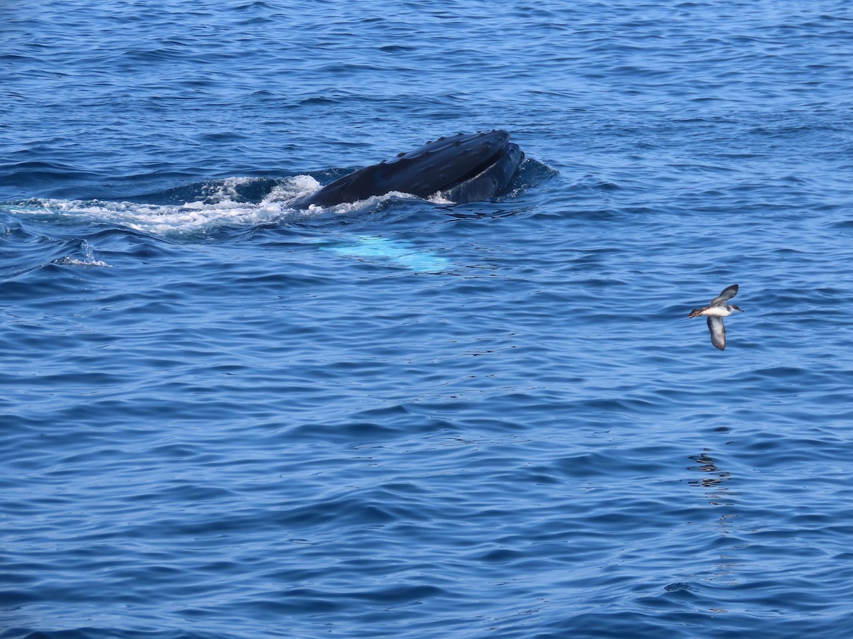 buřňák velký - ML640483942