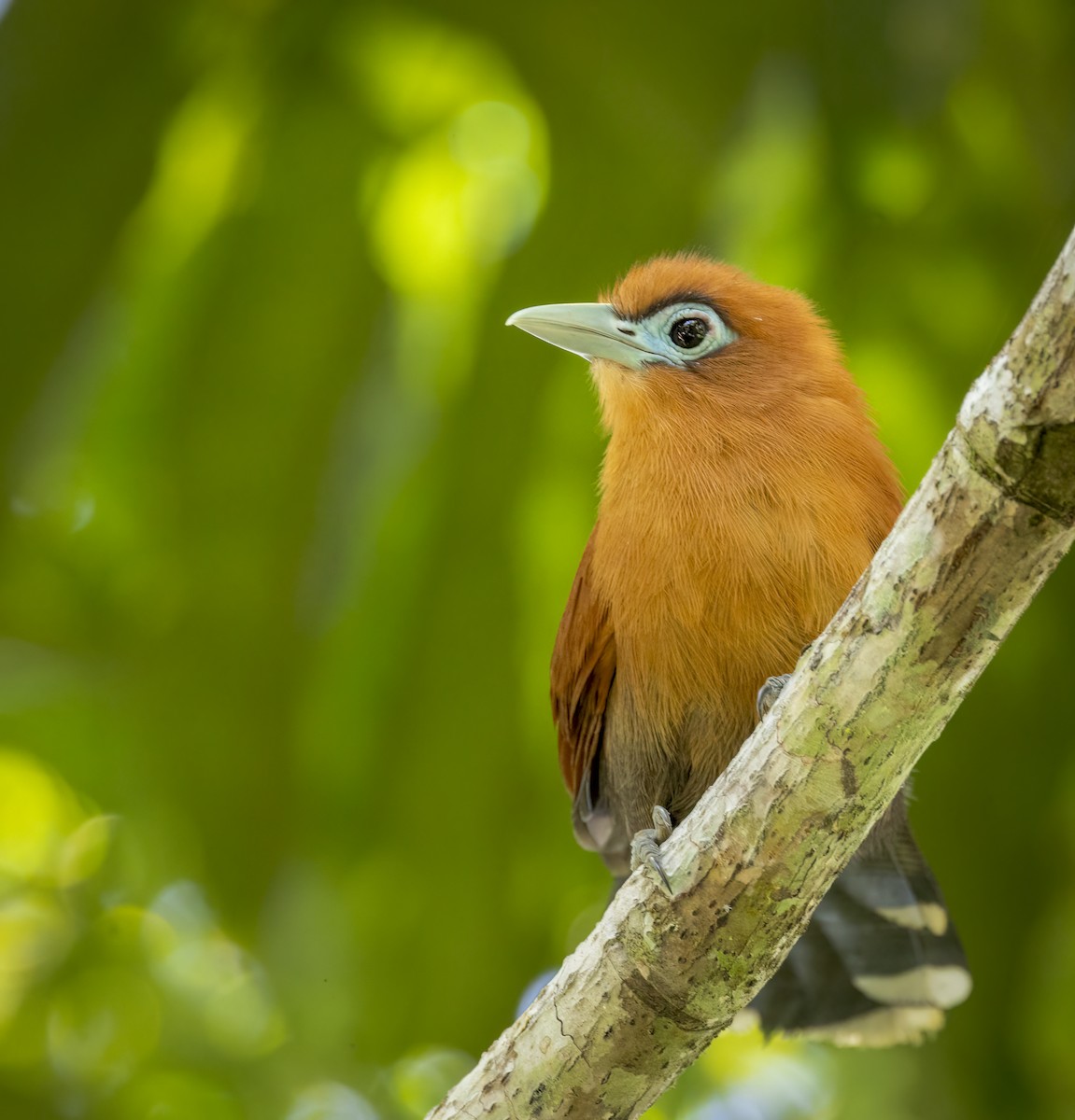 Raffles's Malkoha - ML640483949