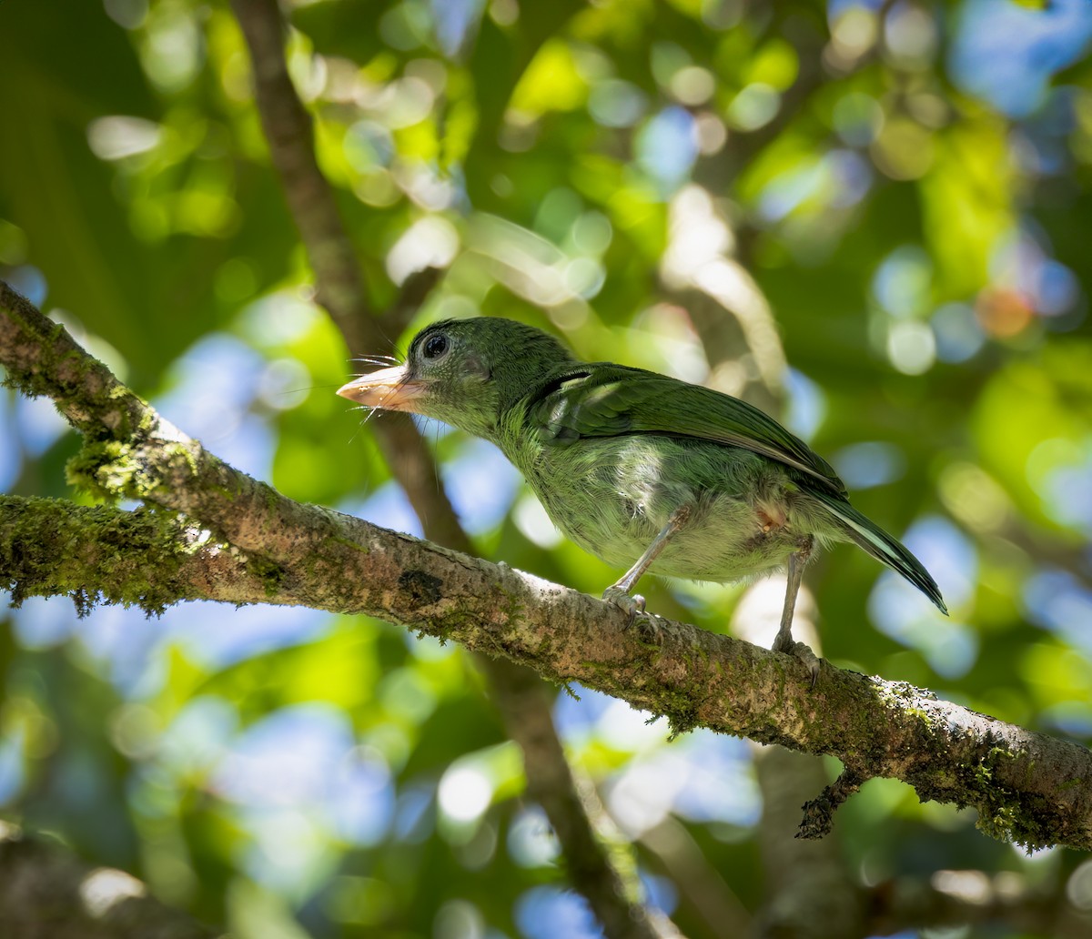 Black-eared Barbet - ML640483975