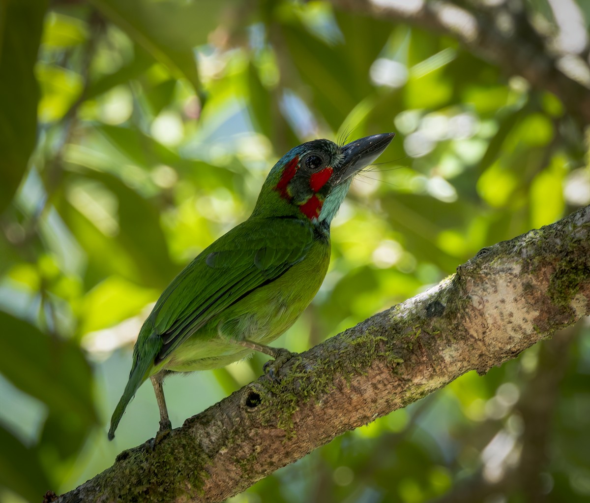 Black-eared Barbet - ML640483983