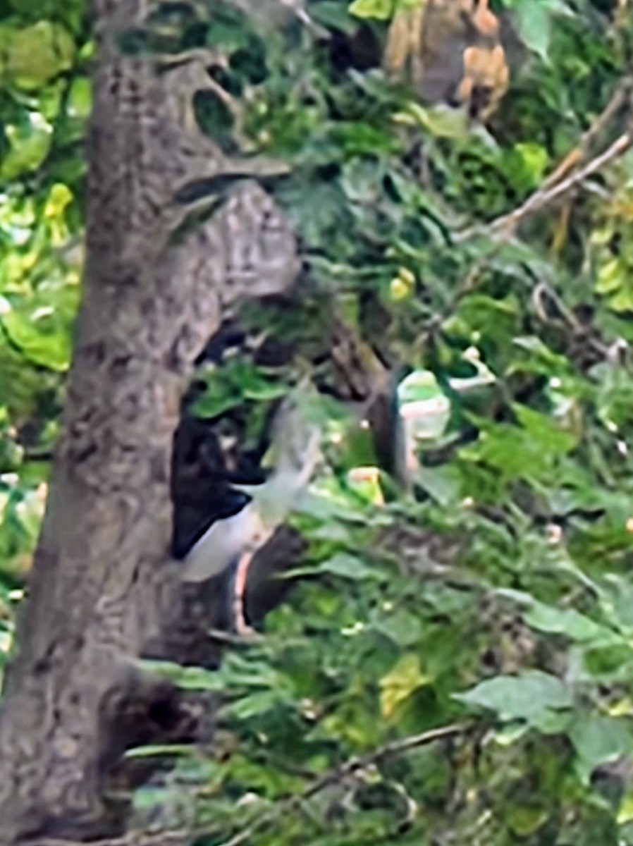 jestřábovití sp. - ML640483989