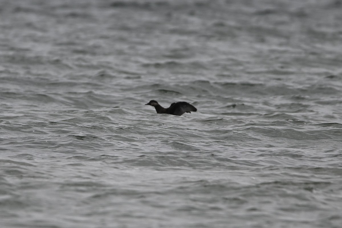 Black Scoter - ML640483999