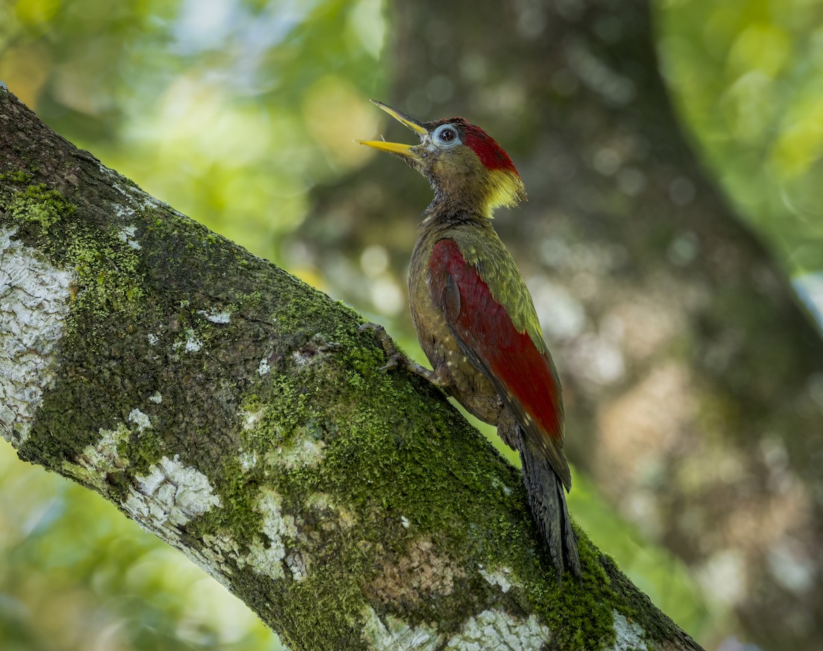 Crimson-winged Woodpecker - ML640484018