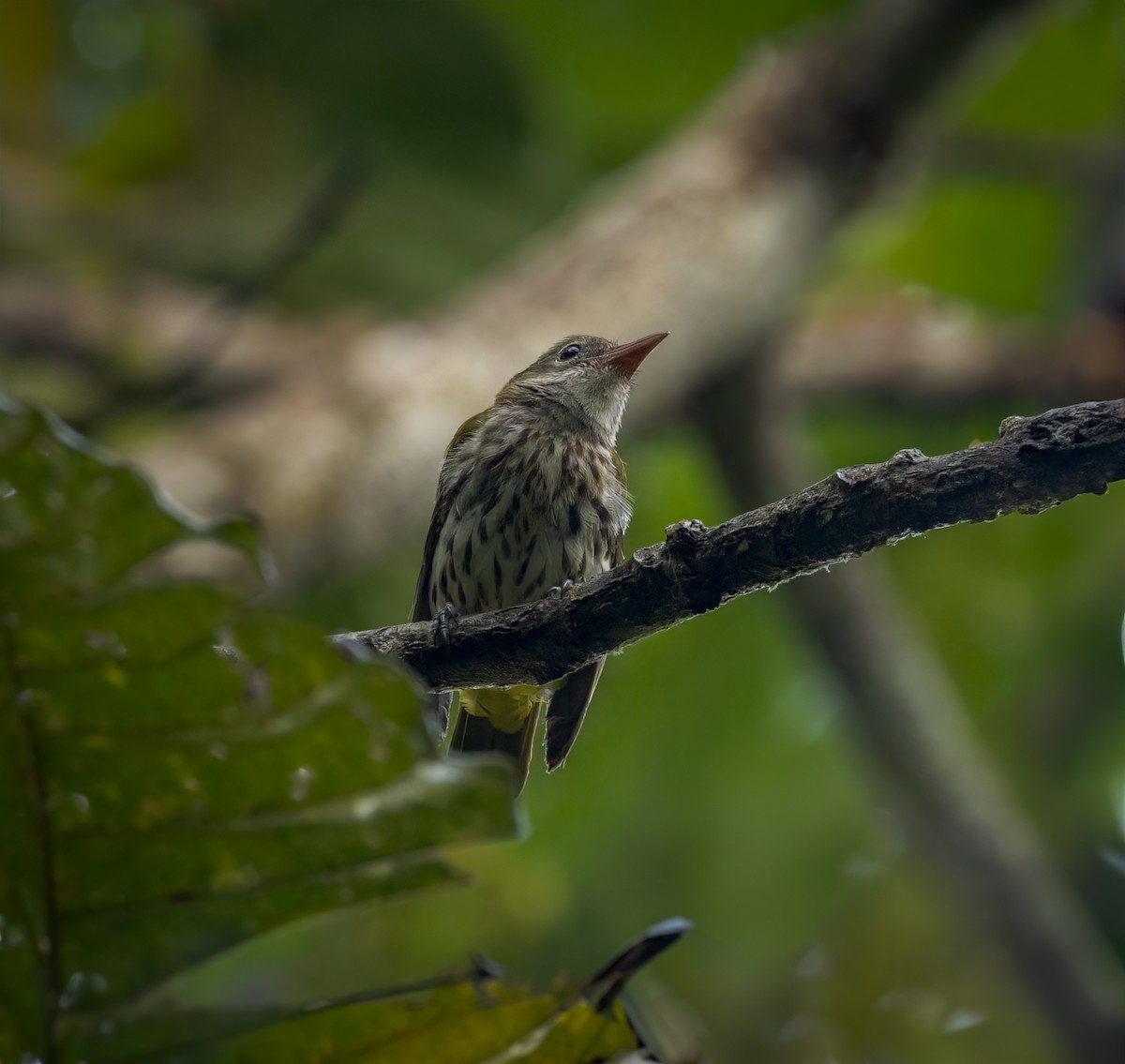Ventriloquial Oriole - ML640484069