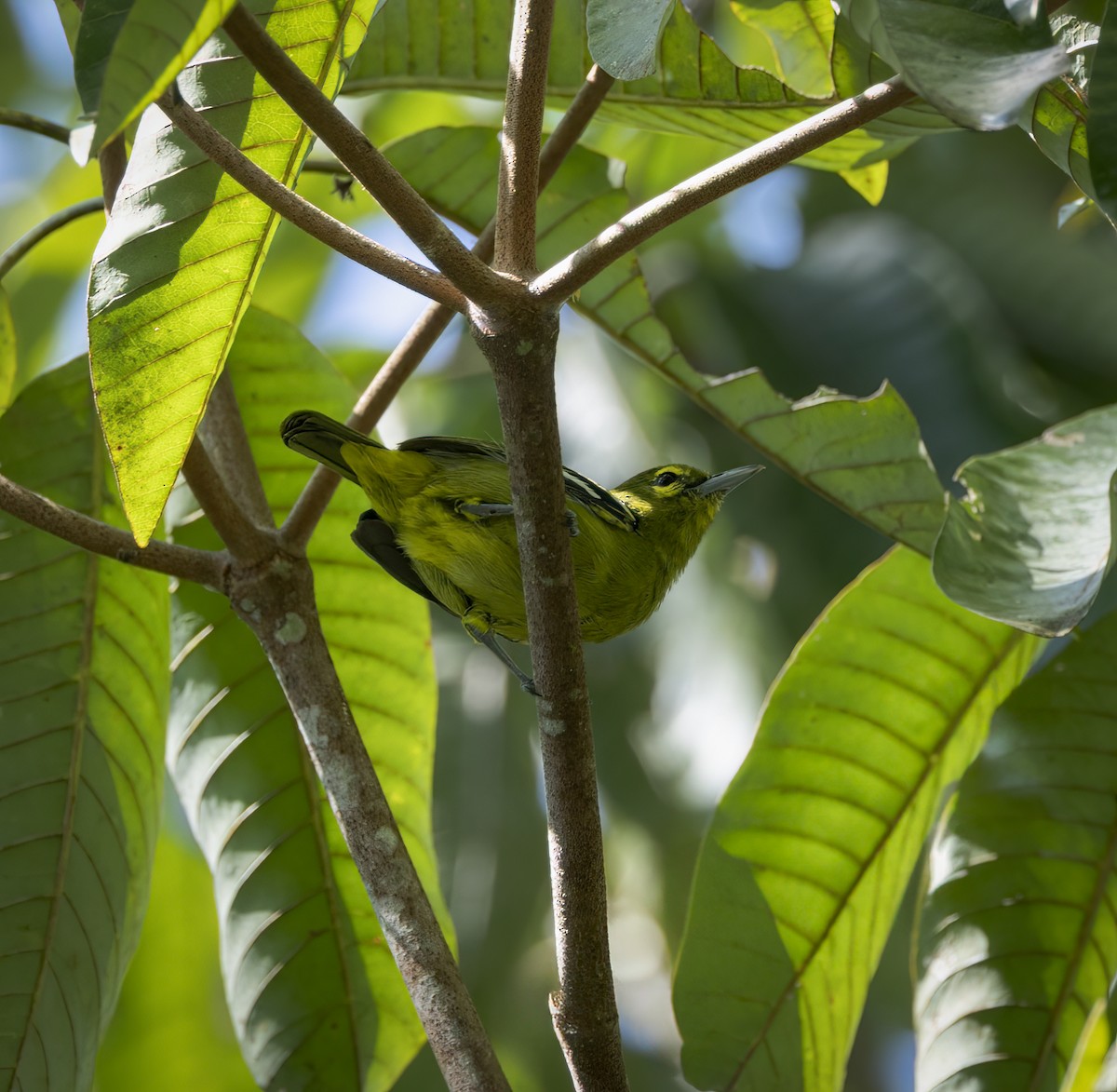 Green Iora - ML640484078