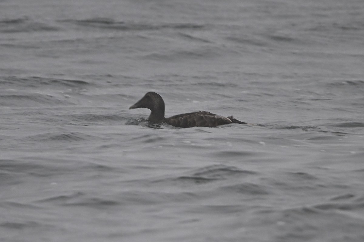 Common Eider - ML640484092
