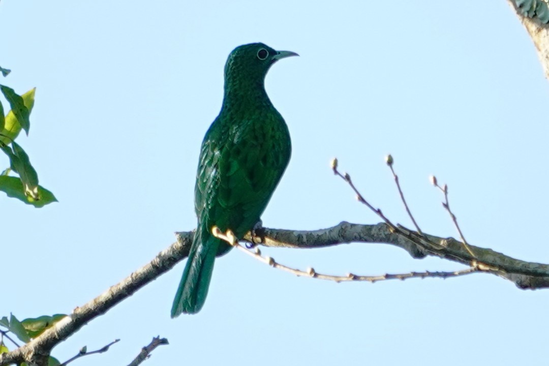 African Emerald Cuckoo - ML640484115