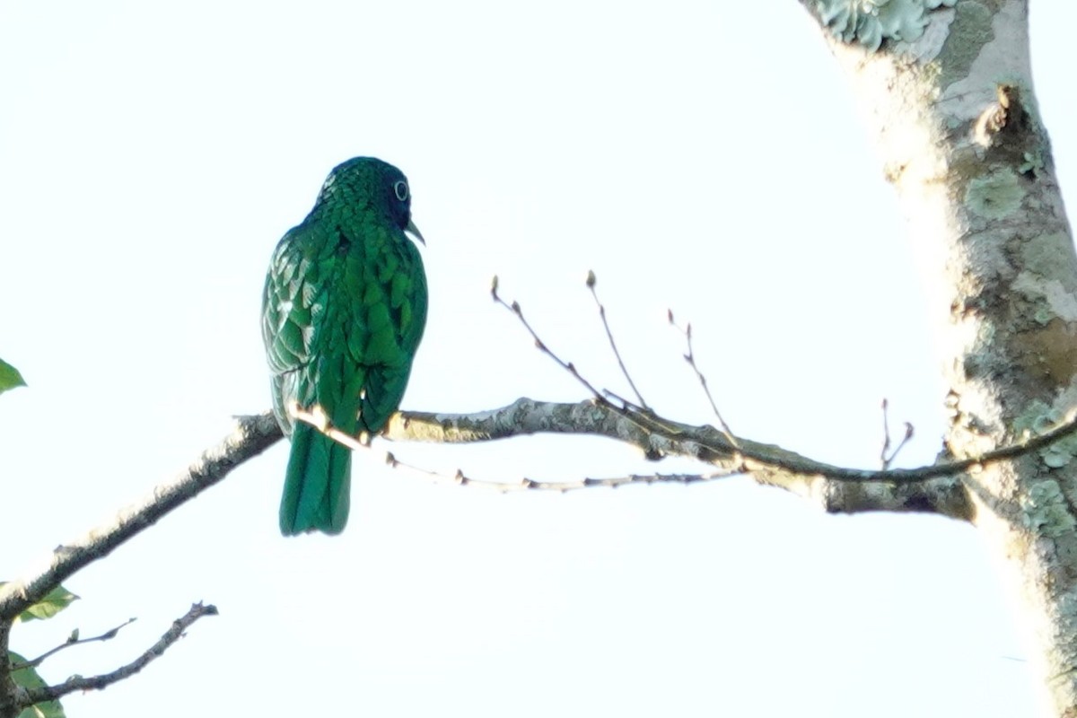 African Emerald Cuckoo - ML640484116