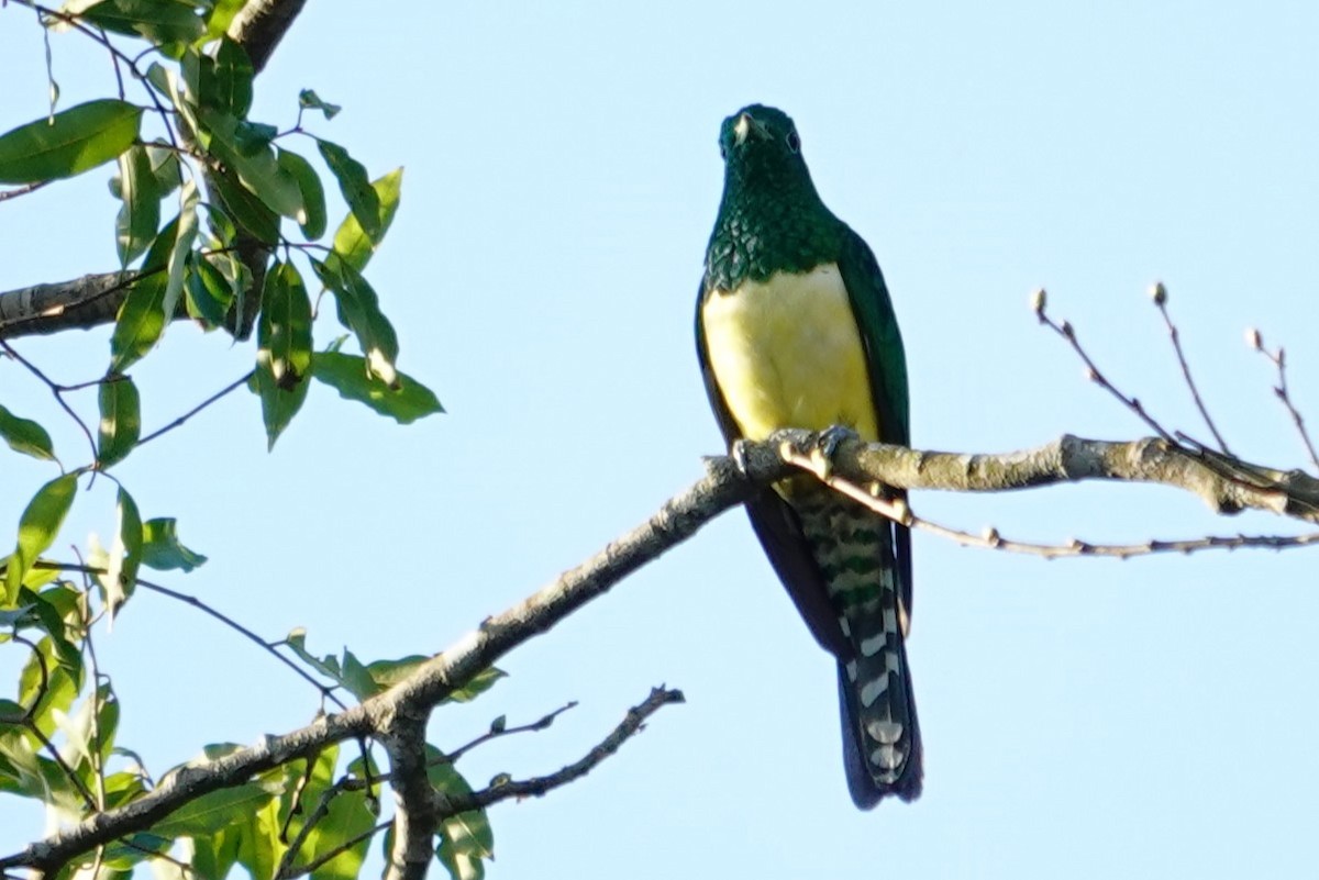 African Emerald Cuckoo - ML640484117