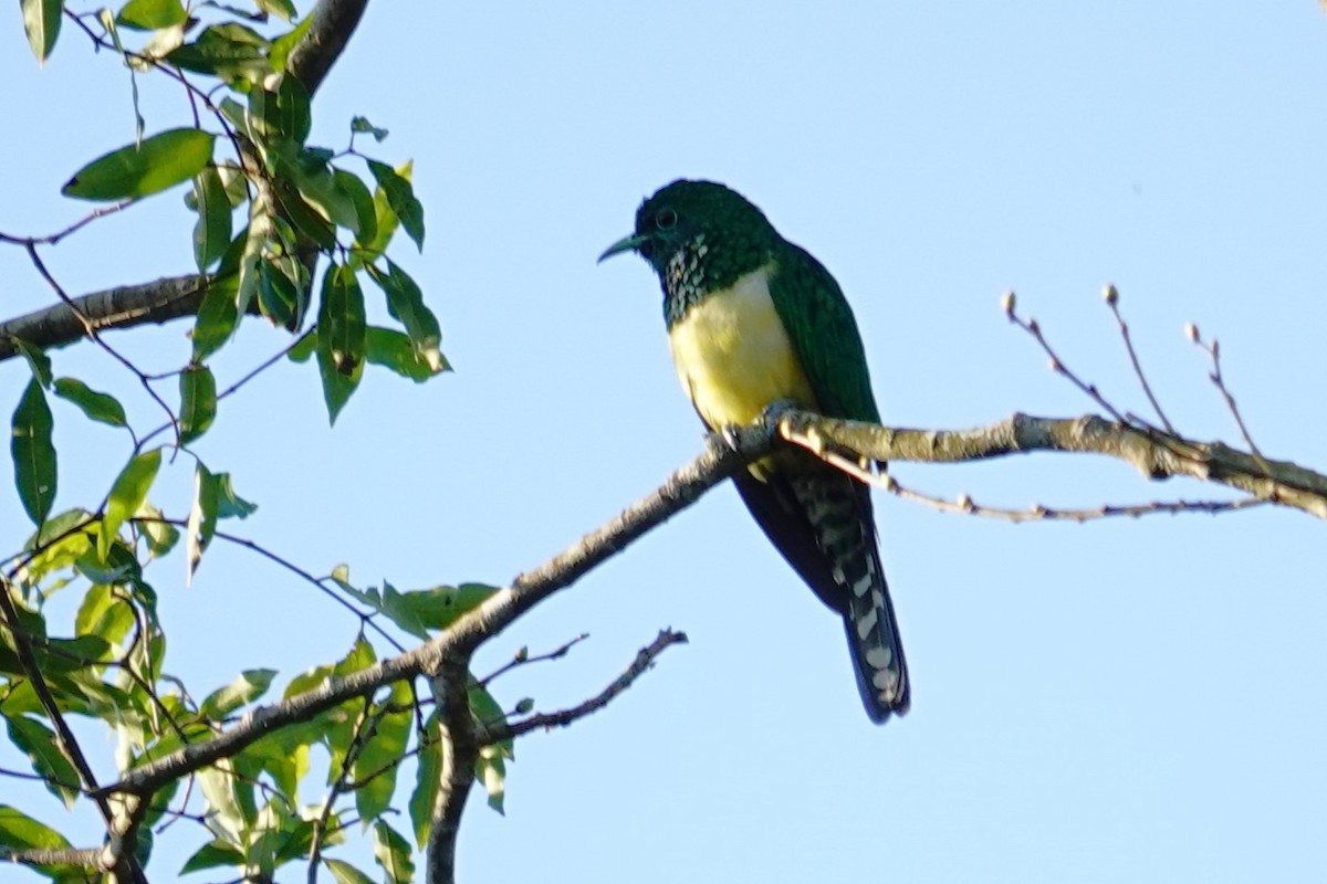 African Emerald Cuckoo - ML640484118