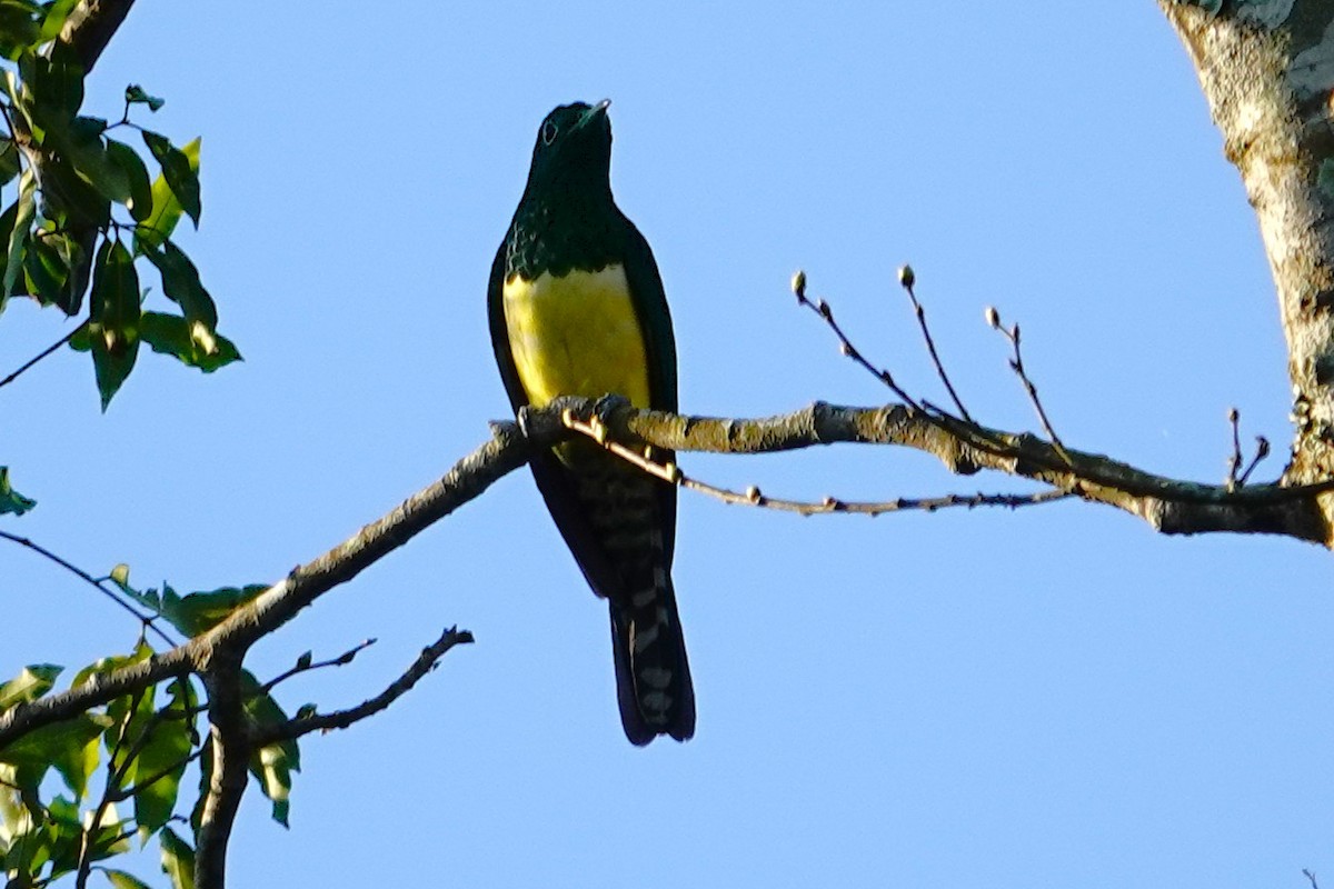 African Emerald Cuckoo - ML640484119