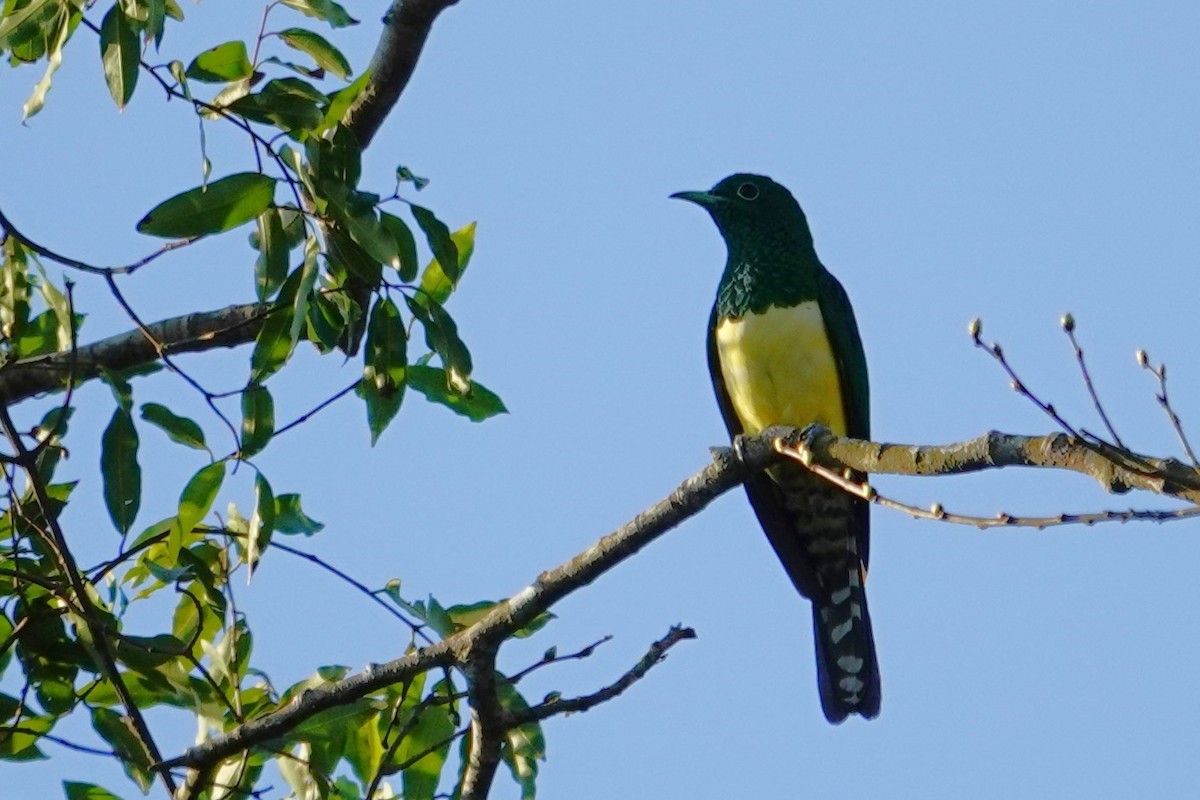 African Emerald Cuckoo - ML640484120