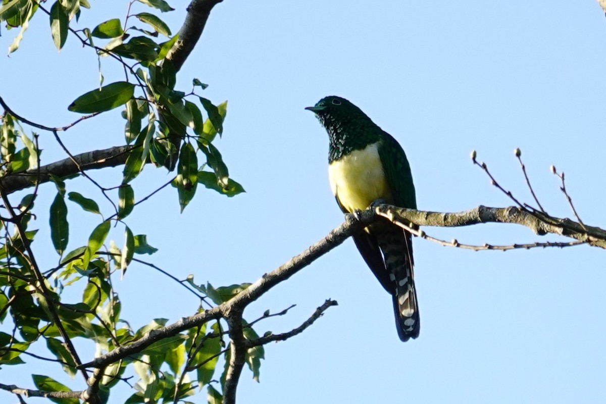African Emerald Cuckoo - ML640484121