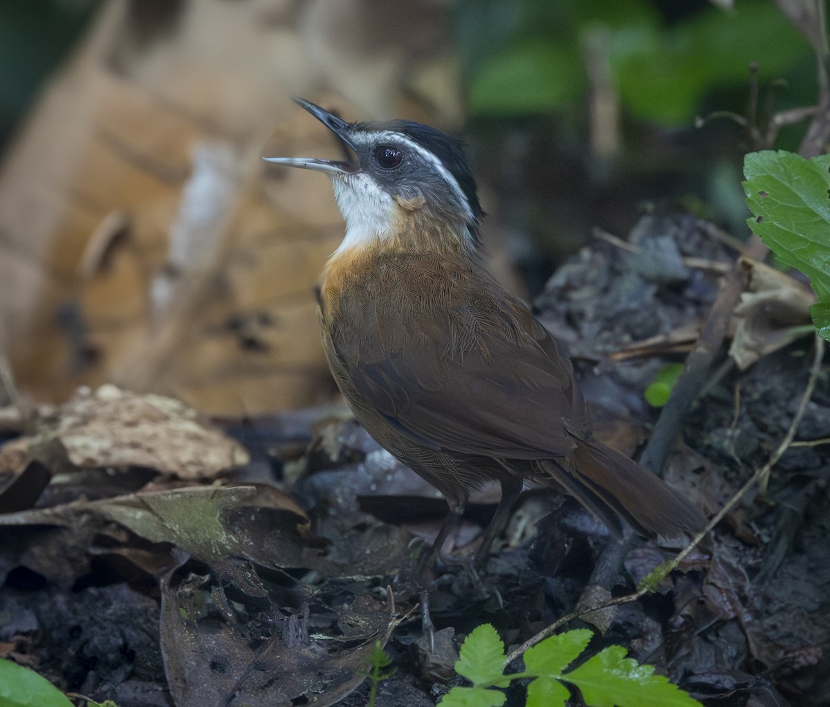 Borneo Ardıçesmeri - ML640484189