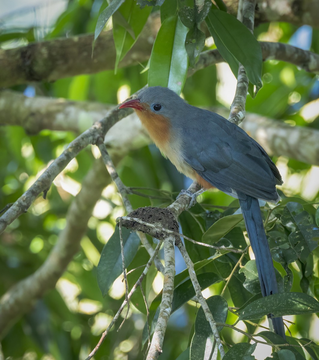 Red-billed Malkoha - ML640484227