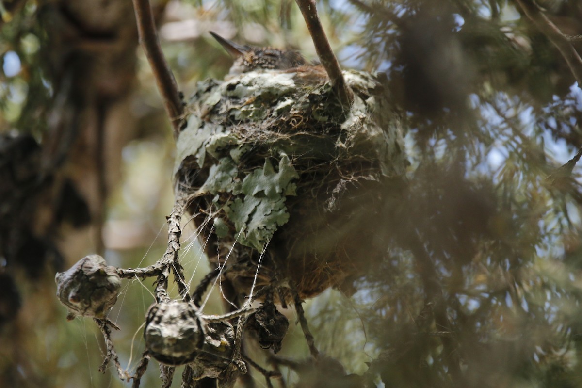 Azure-crowned Hummingbird - ML640484234