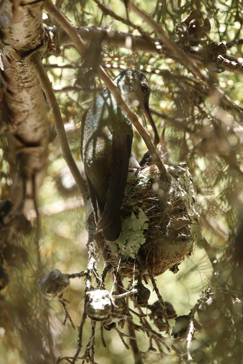 Azure-crowned Hummingbird - ML640484237