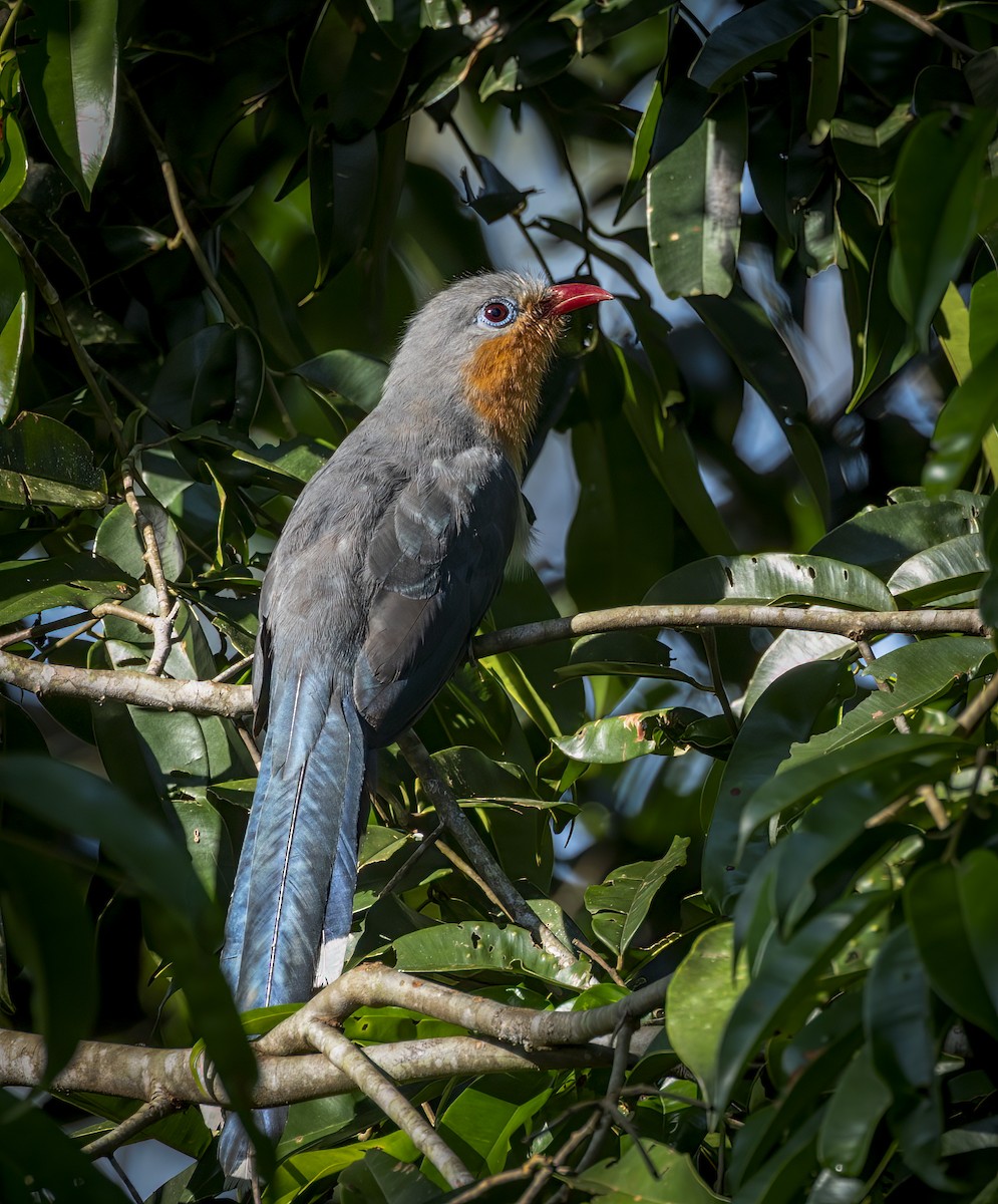 Red-billed Malkoha - ML640484242