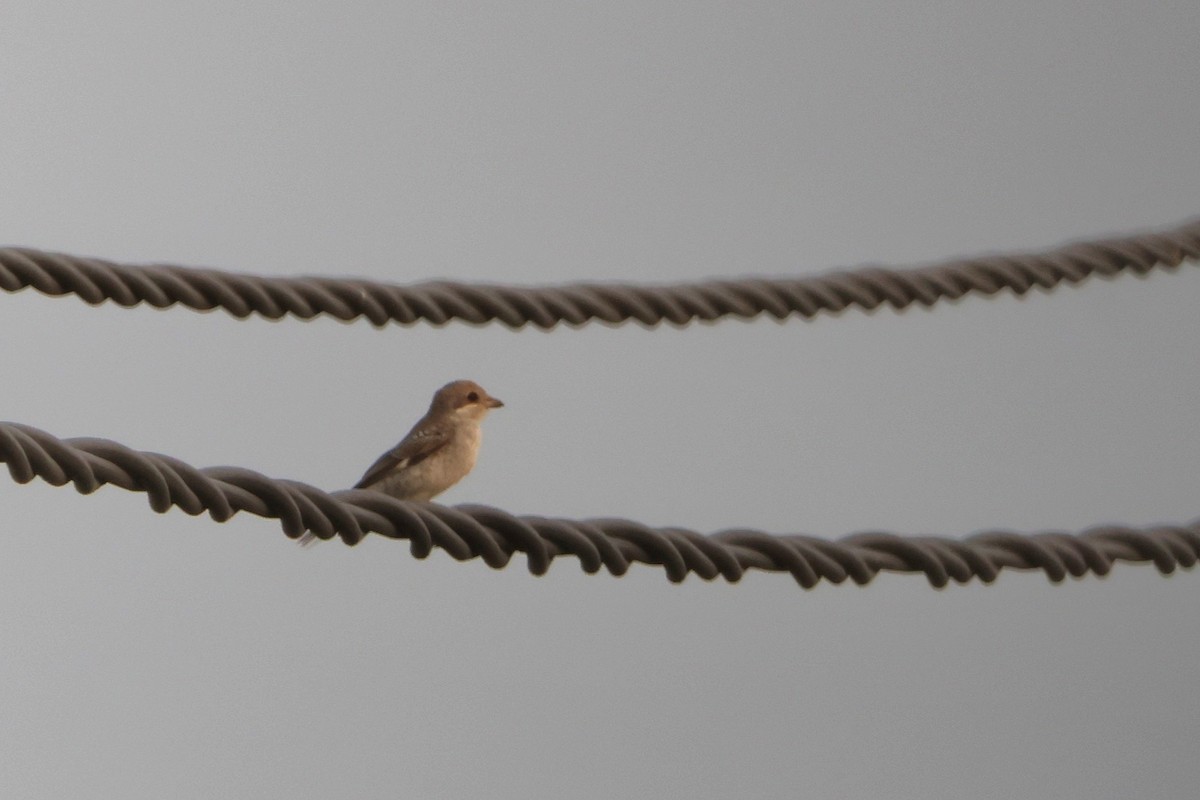 Woodchat Shrike - ML640484300