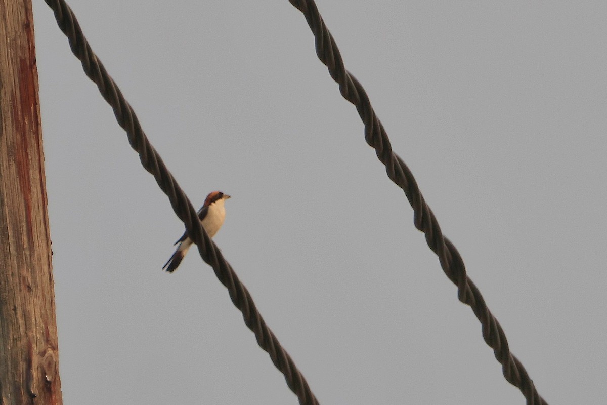Woodchat Shrike - ML640484301