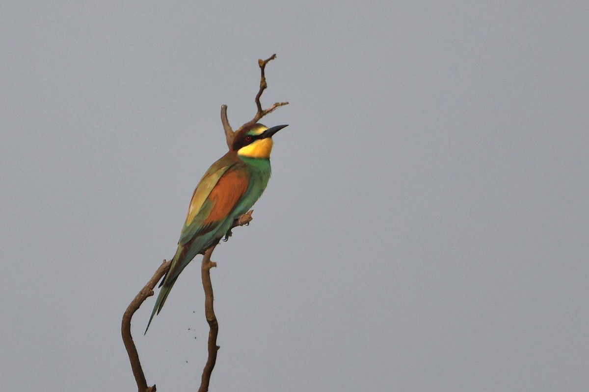 European Bee-eater - ML640484310