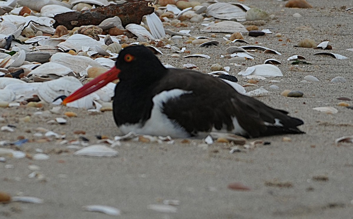 Американский кулик-сорока - ML640484356