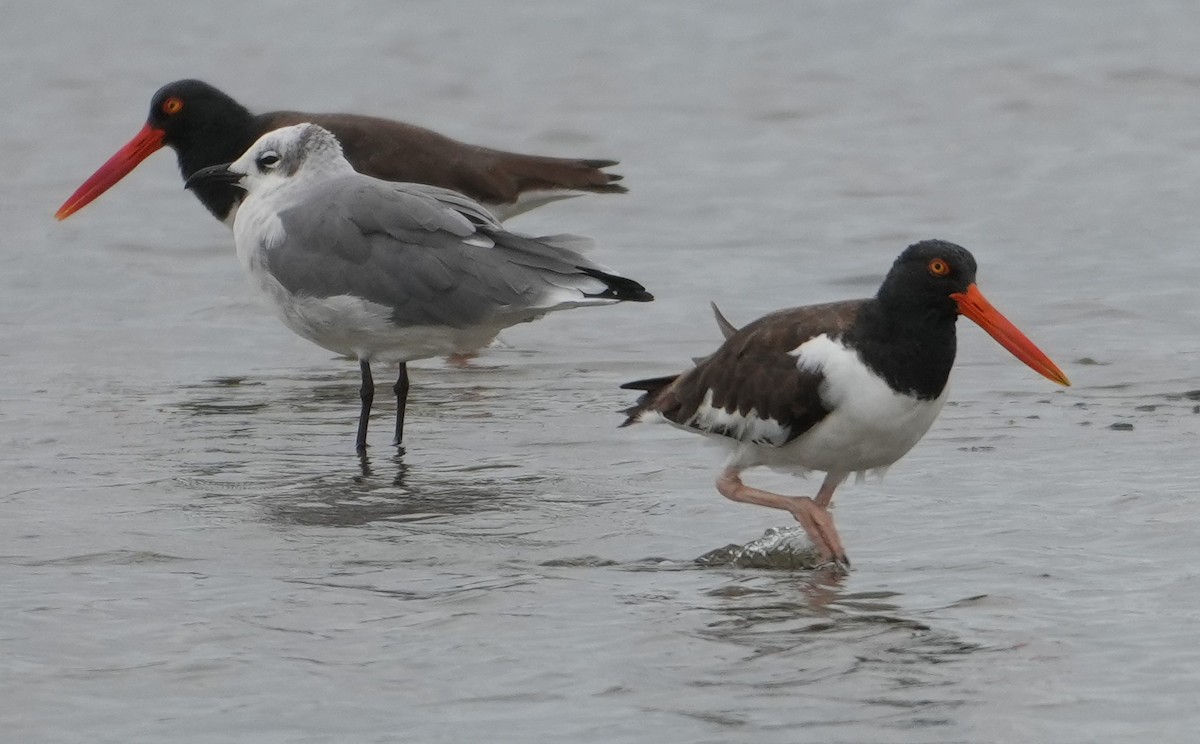 Американский кулик-сорока - ML640484357