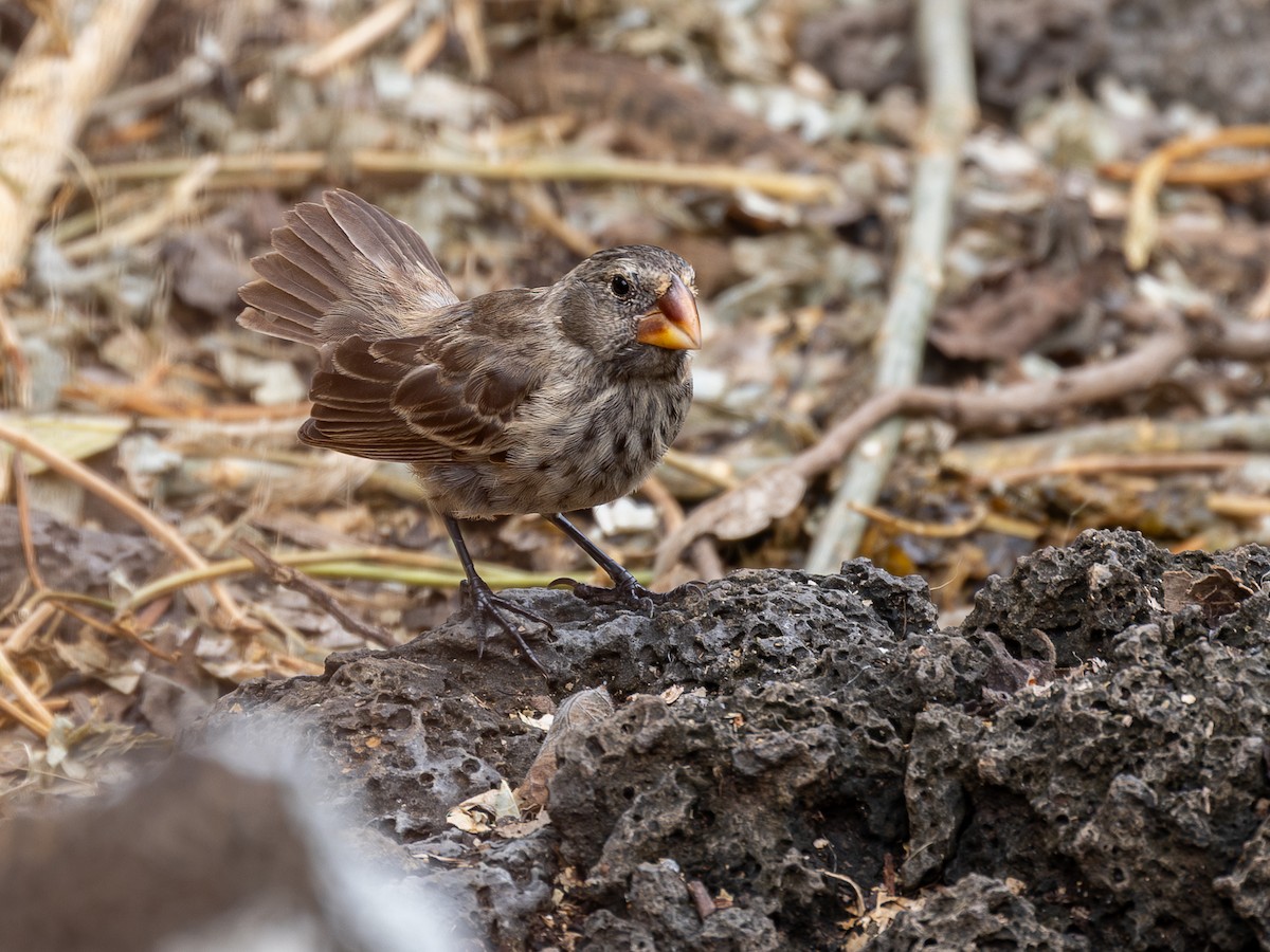 Large Ground-Finch - ML640484373