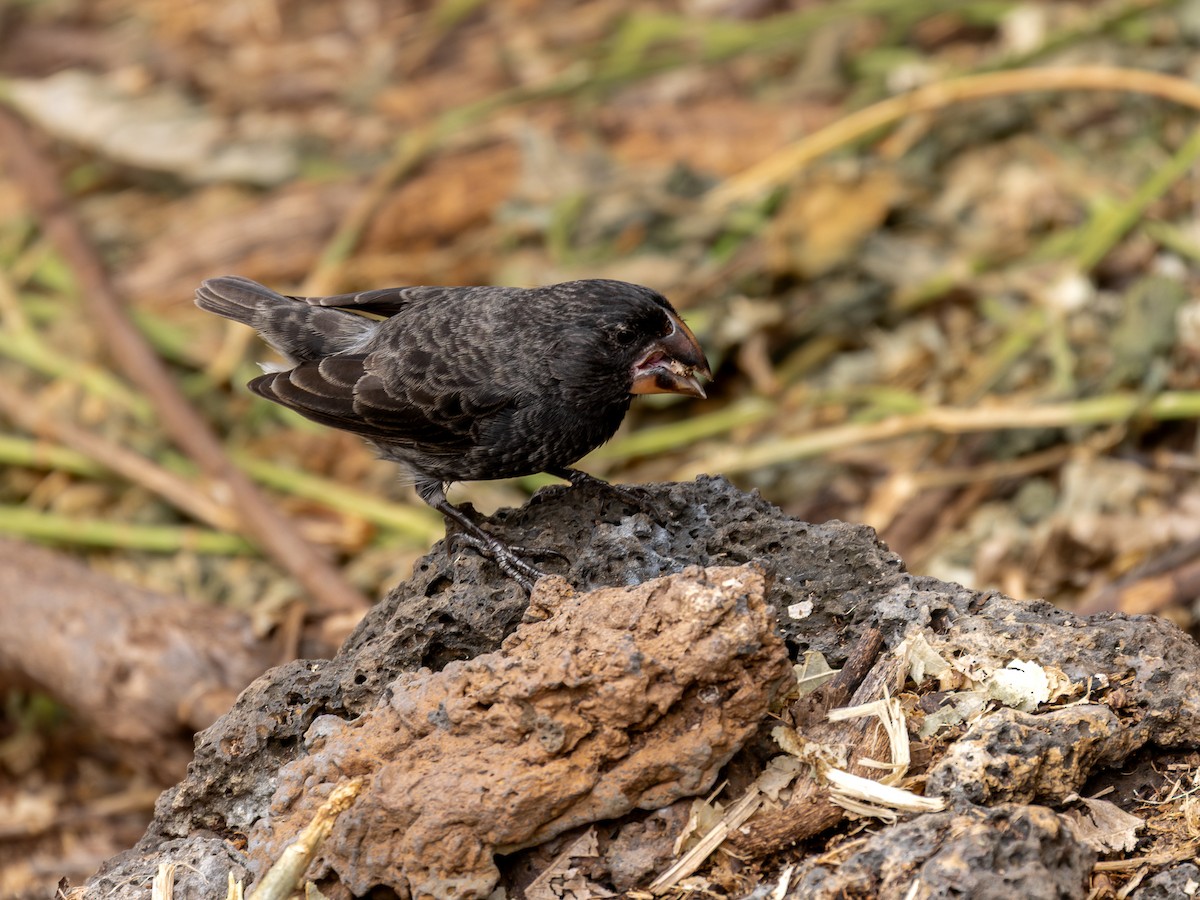 Large Ground-Finch - ML640484374