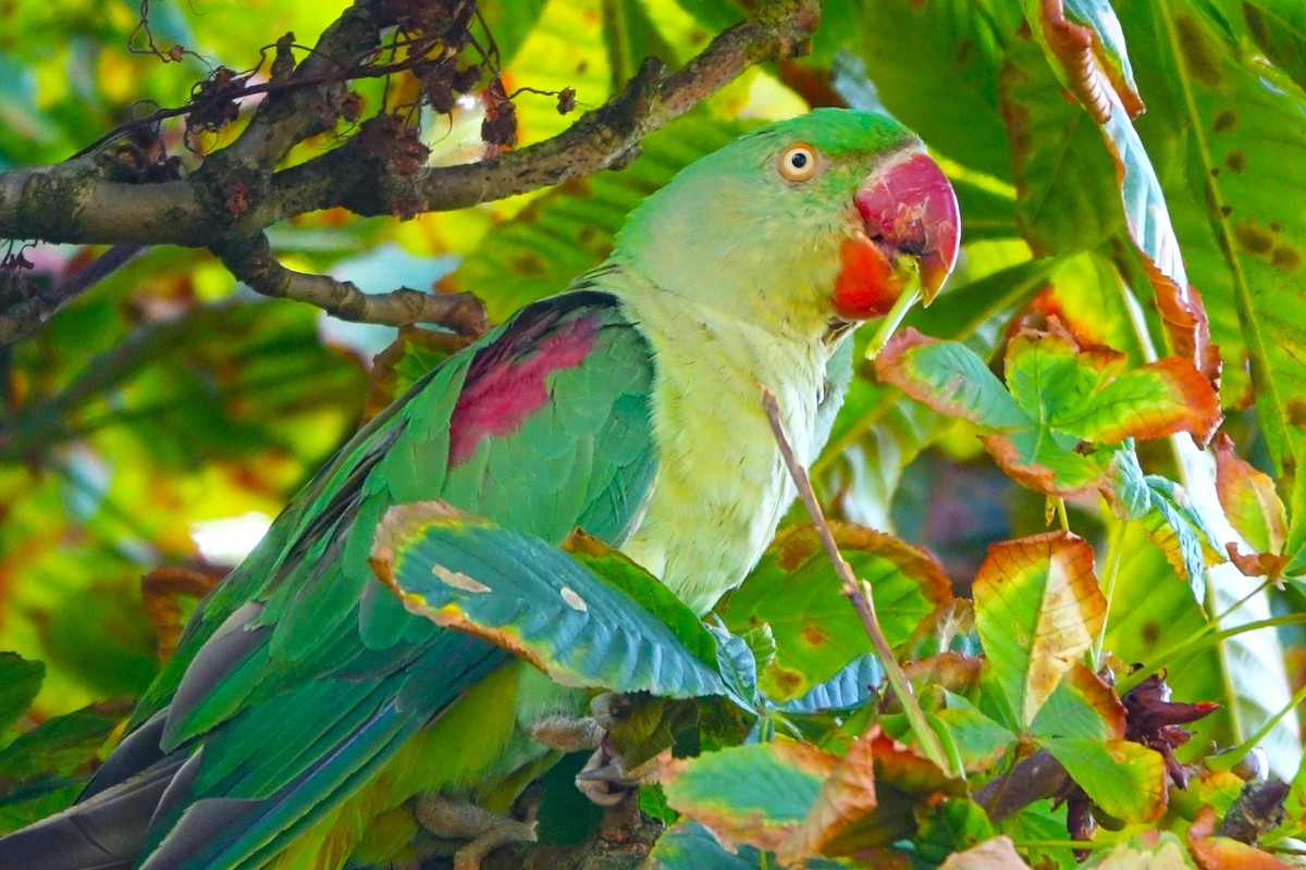 Alexandrine Parakeet - ML640484475