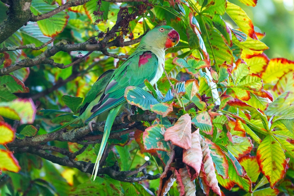 Alexandrine Parakeet - ML640484476