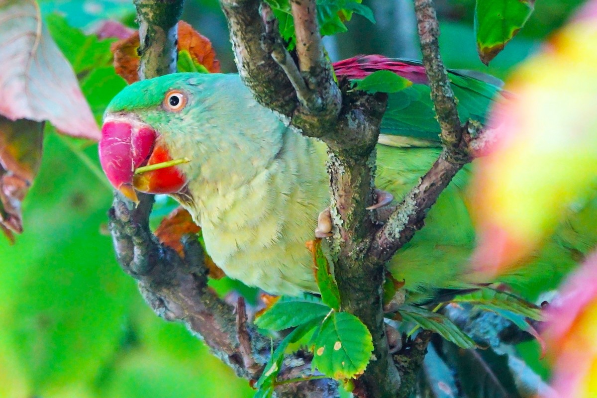 Alexandrine Parakeet - ML640484478