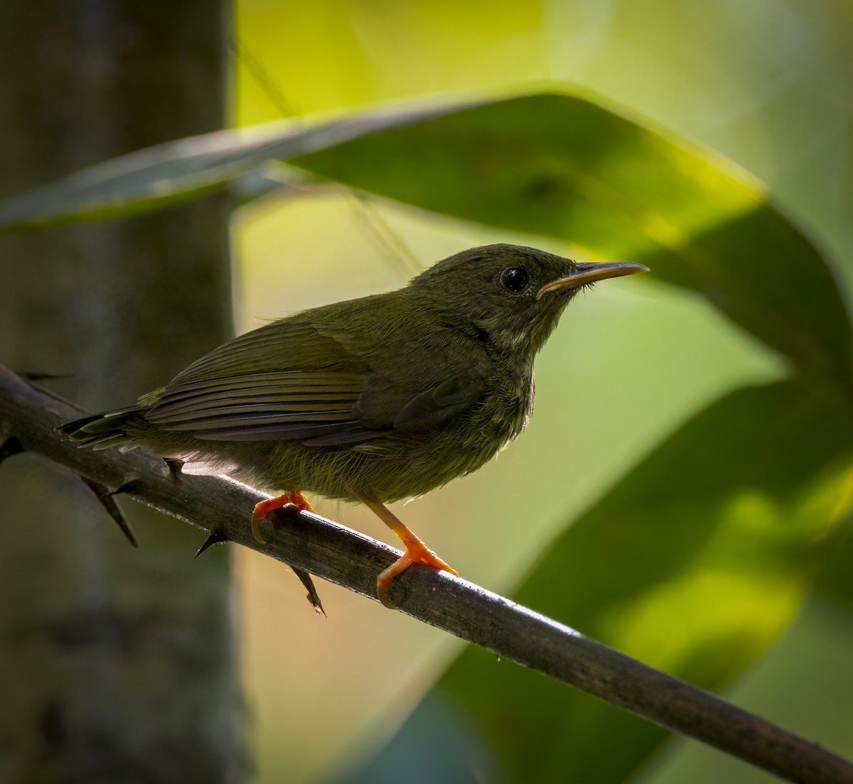 Purple-naped Spiderhunter - ML640484510