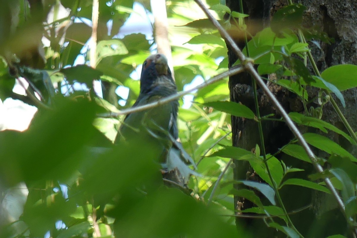 Loro Senil - ML640484656