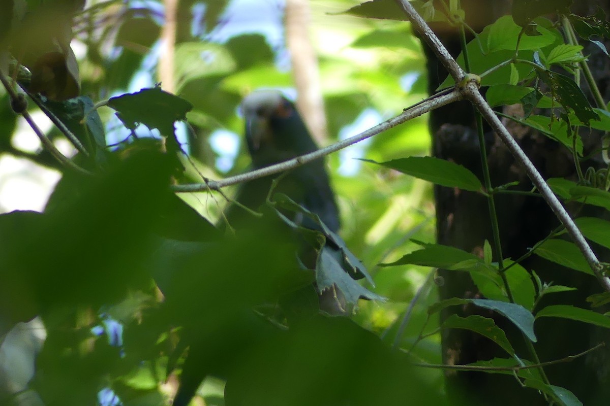 Loro Senil - ML640484657