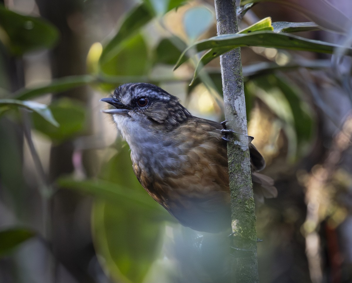 Mountain Wren-Babbler - ML640484712